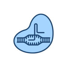 Cas 9 CellLines